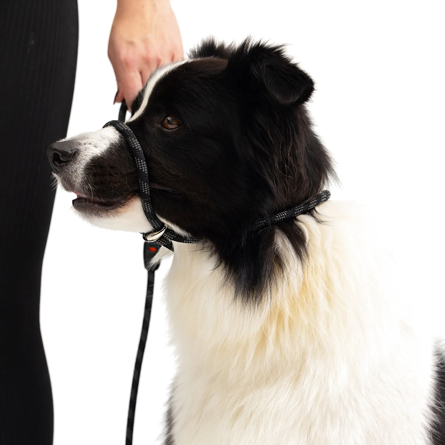 EzyDog Luca hundesnor sort 170 cm træningsreb