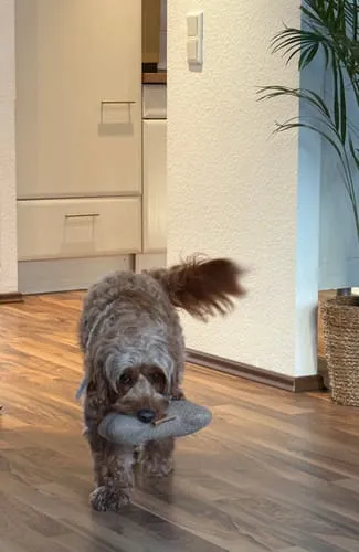 Staey legetøjsknogle Oat Bouclé – plys til små hunde