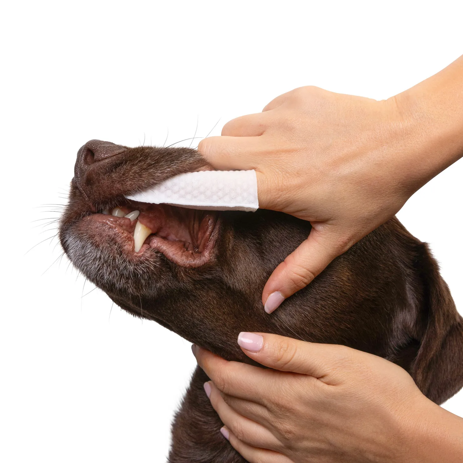 Goo-eez Dual-Action tandservietter til hund 50 stk finger