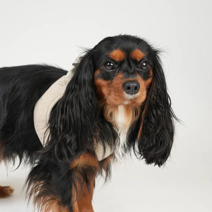 Staey Teddy Step-in hundesele Nature – blød step-in