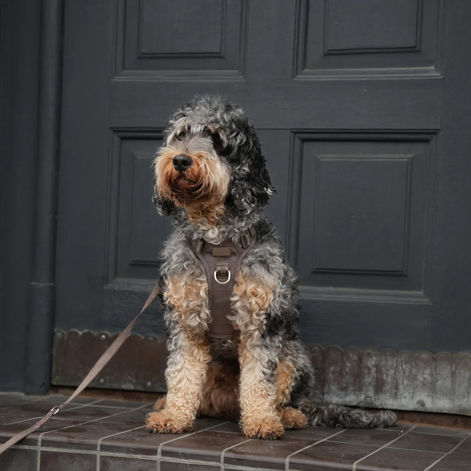 Staey Elma Active Hundesele Taupe – Justerbar Sele