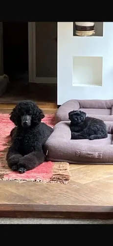 Staey Clara ortopædisk hundeseng memoryskum teddy