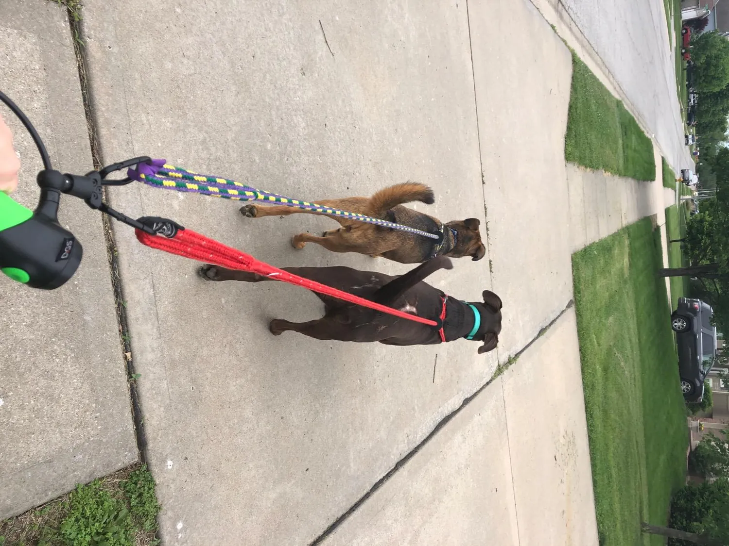 Dog Gone Smart Gismo lineholder med poseholder