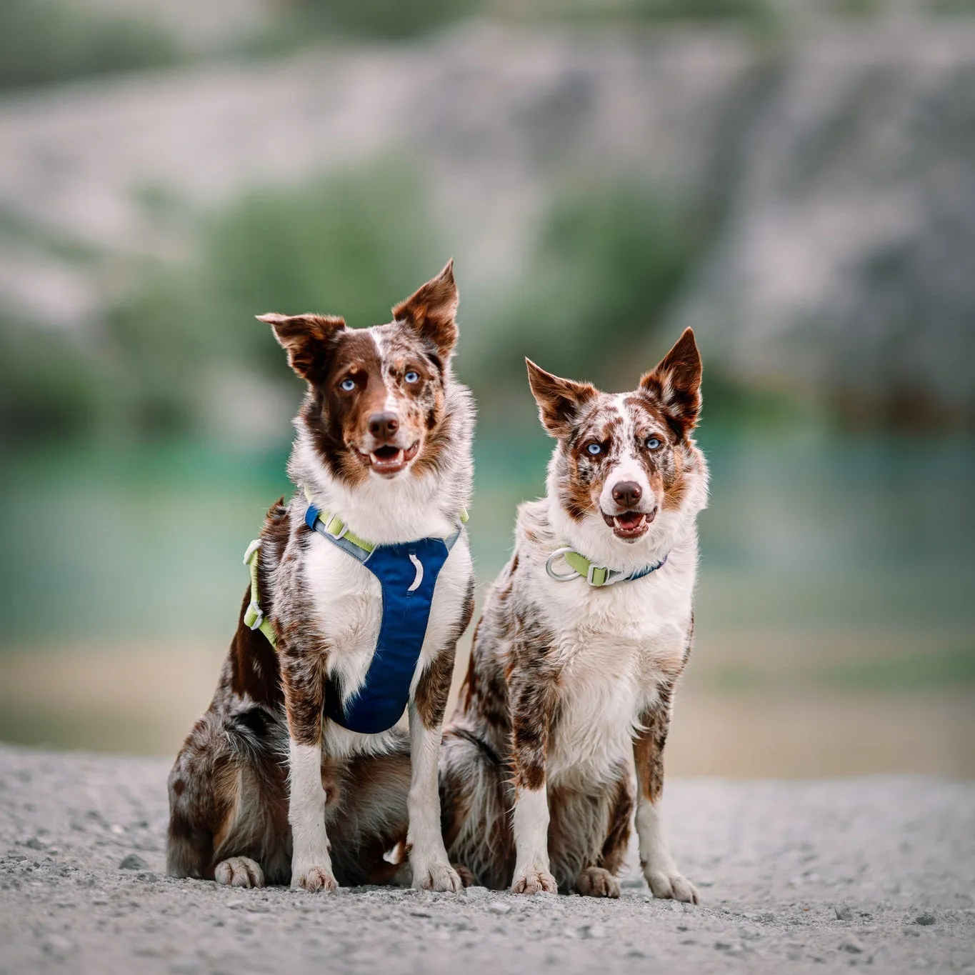 Woolly Wolf Alpha 360 hundehalsbånd dyb teal med refleks