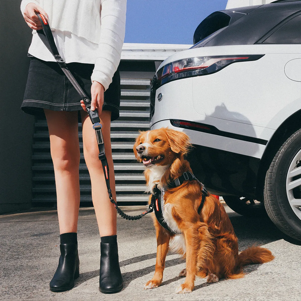 EzyDog Drive Click hundeline selebælte sort