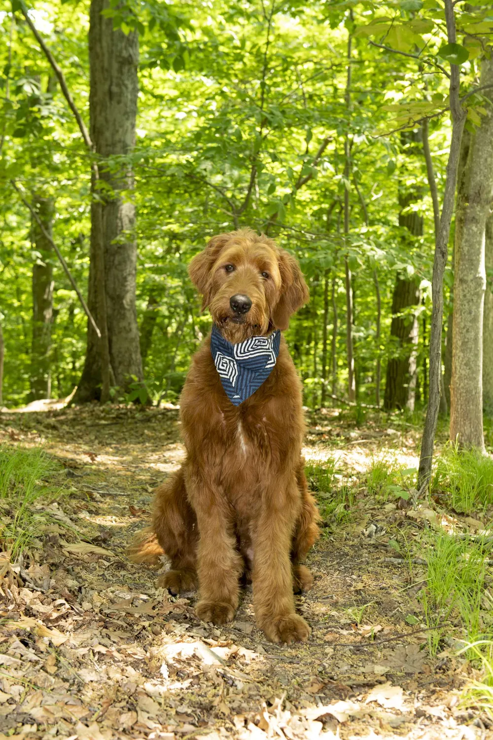 Dog Gone Smart UnBugz-It hundebandana insekt