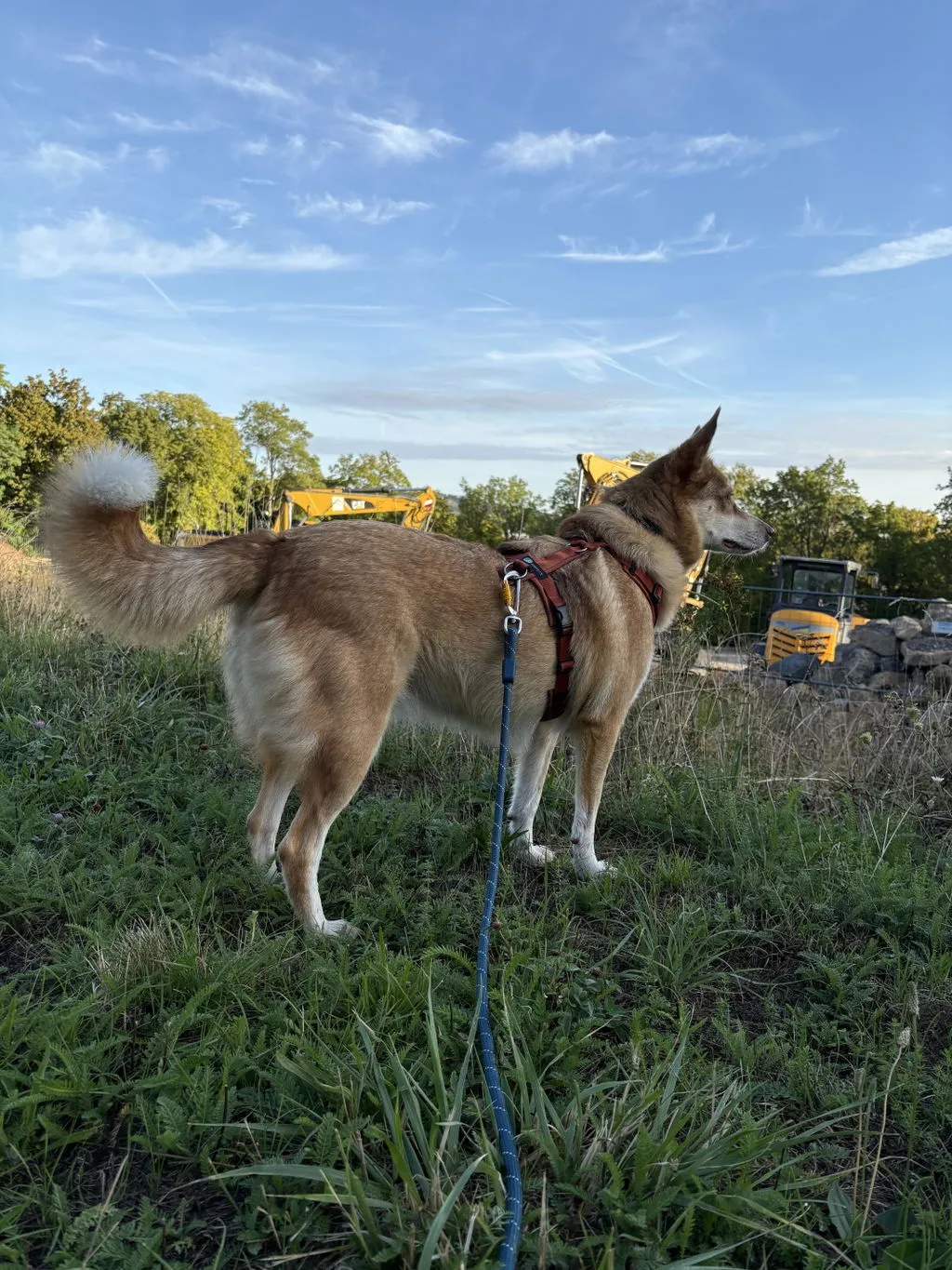 Woolly Wolf Rope Leash hundesnor mørk teal 180 cm