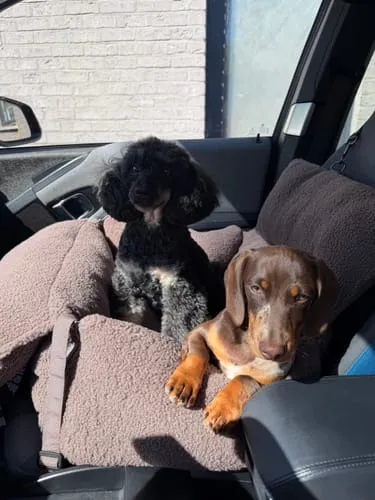 Staey Clara bilsæde til hund Limited Edition Teddy
