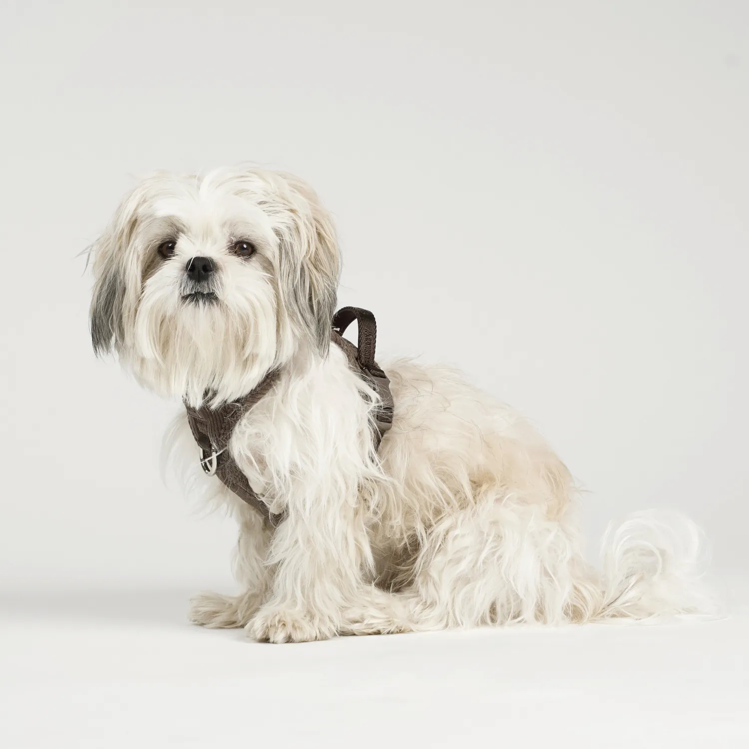 Staey Elma hundesele Dark Oak justerbar