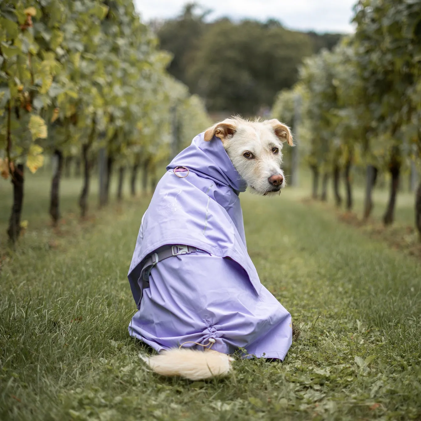 Woolly Wolf Cloudshell regnjakke hund lavendel