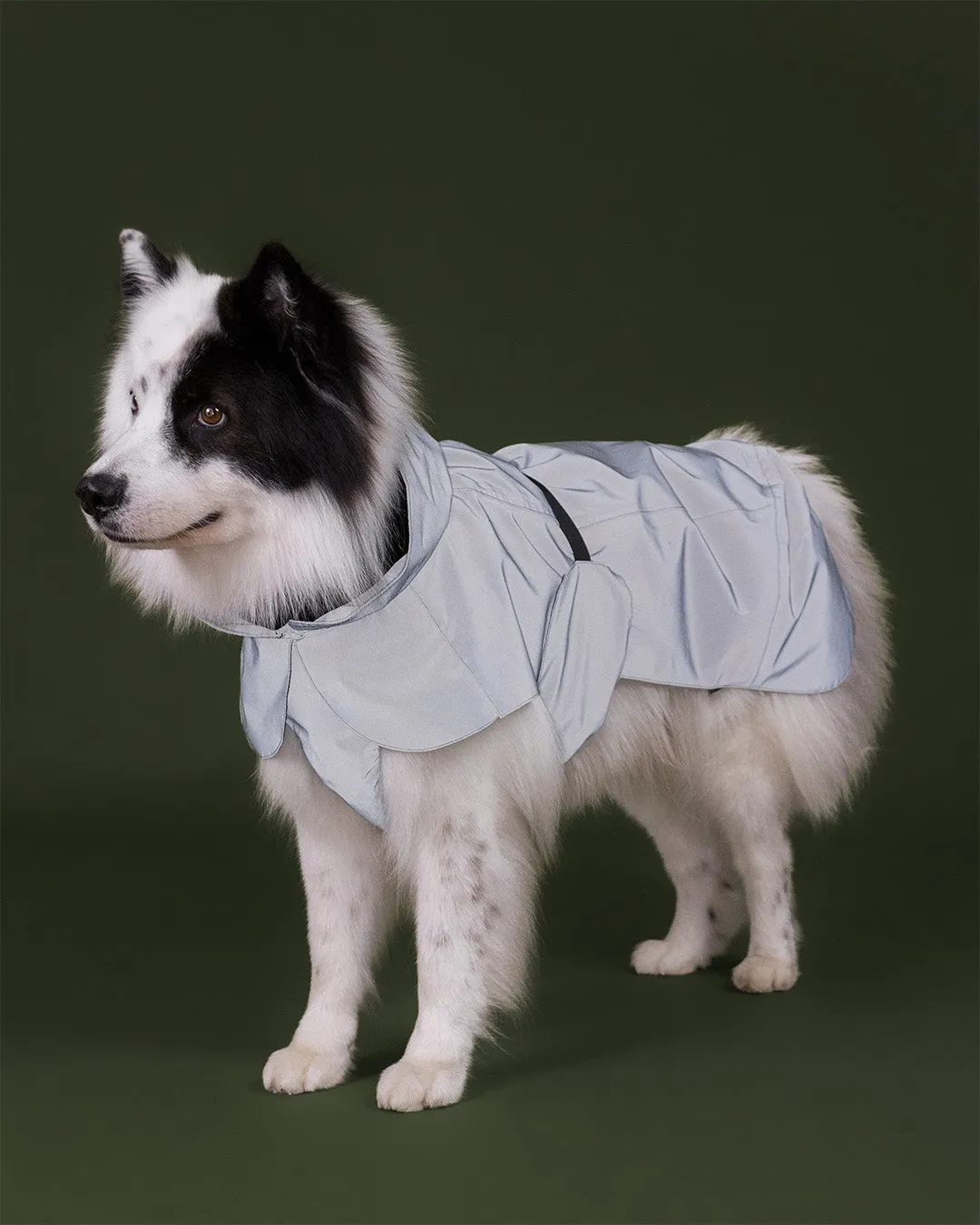Paikka Visibility regnjakke til hund Thyme reflekterende
