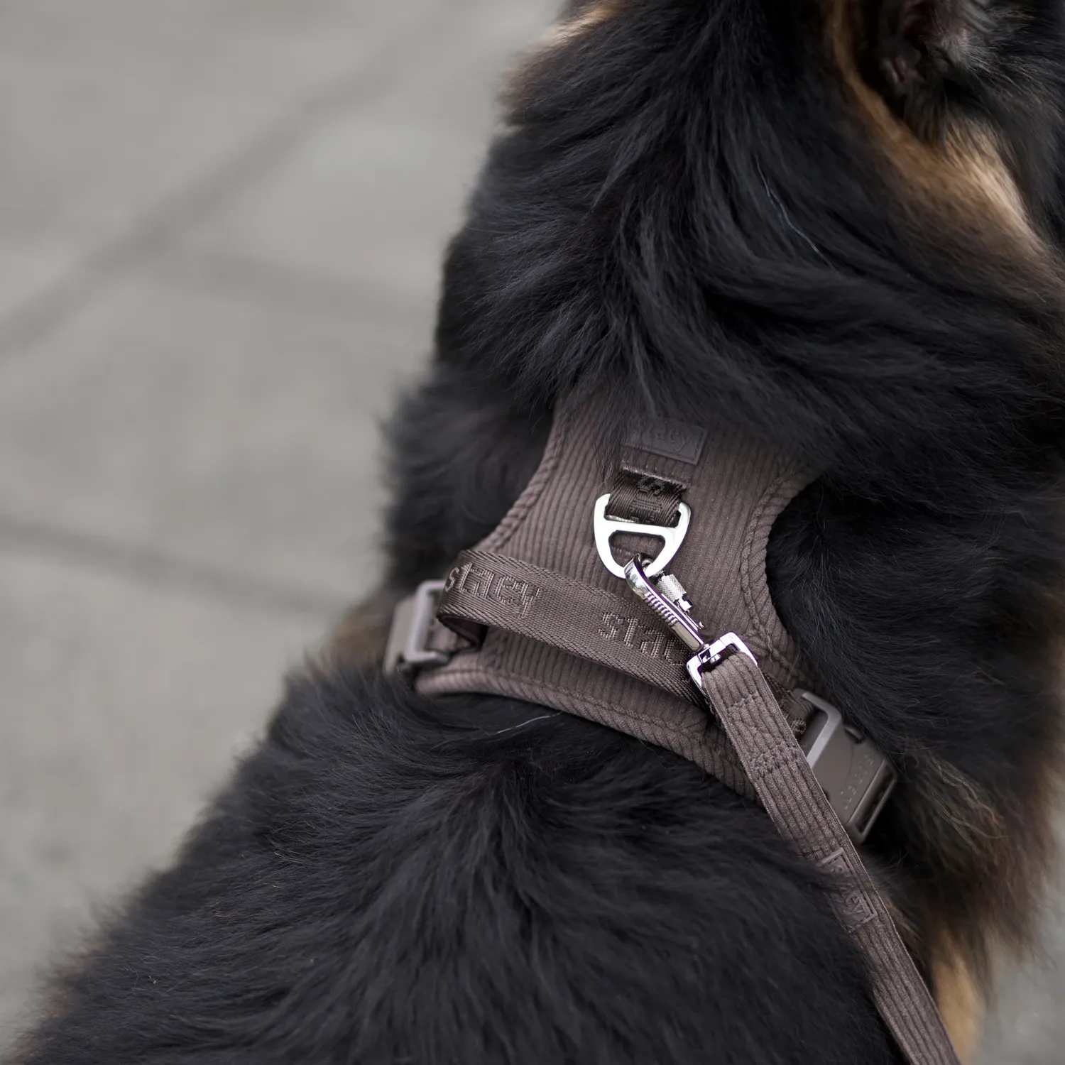 Staey Elma hundesele Dark Oak justerbar