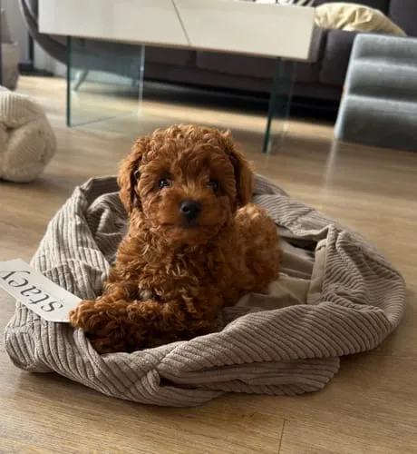 Staey Ava hvalpetaske teddy til 8 kg