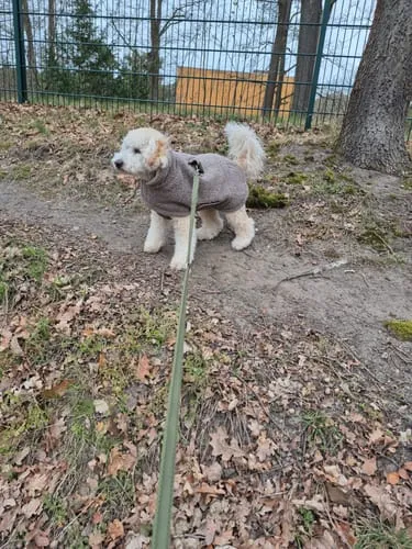 Staey Teddy hundefrakke Taupe overgangsjakke blød teddy