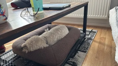 Staey Clara ortopædisk hundeseng memoryskum teddy