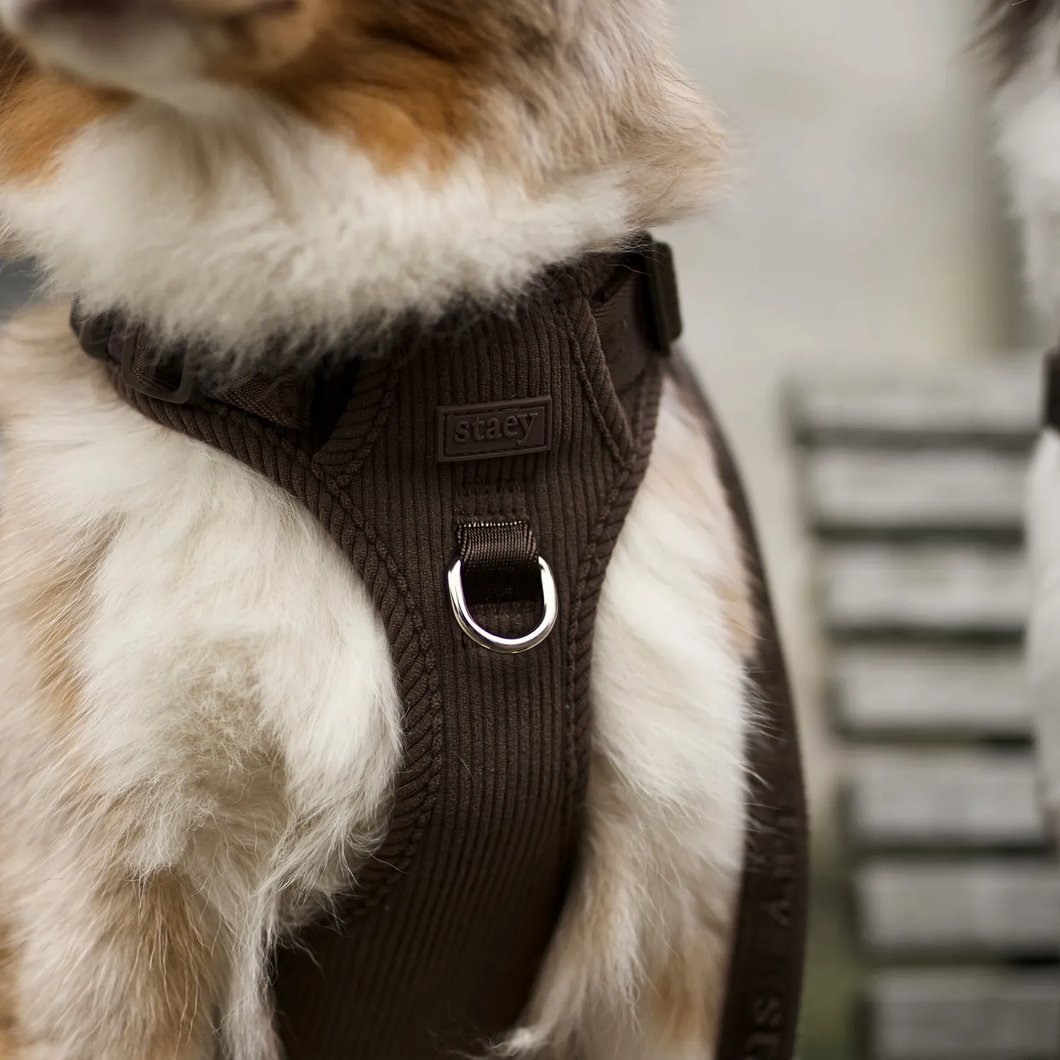 Staey Elma hundesele Dark Oak justerbar
