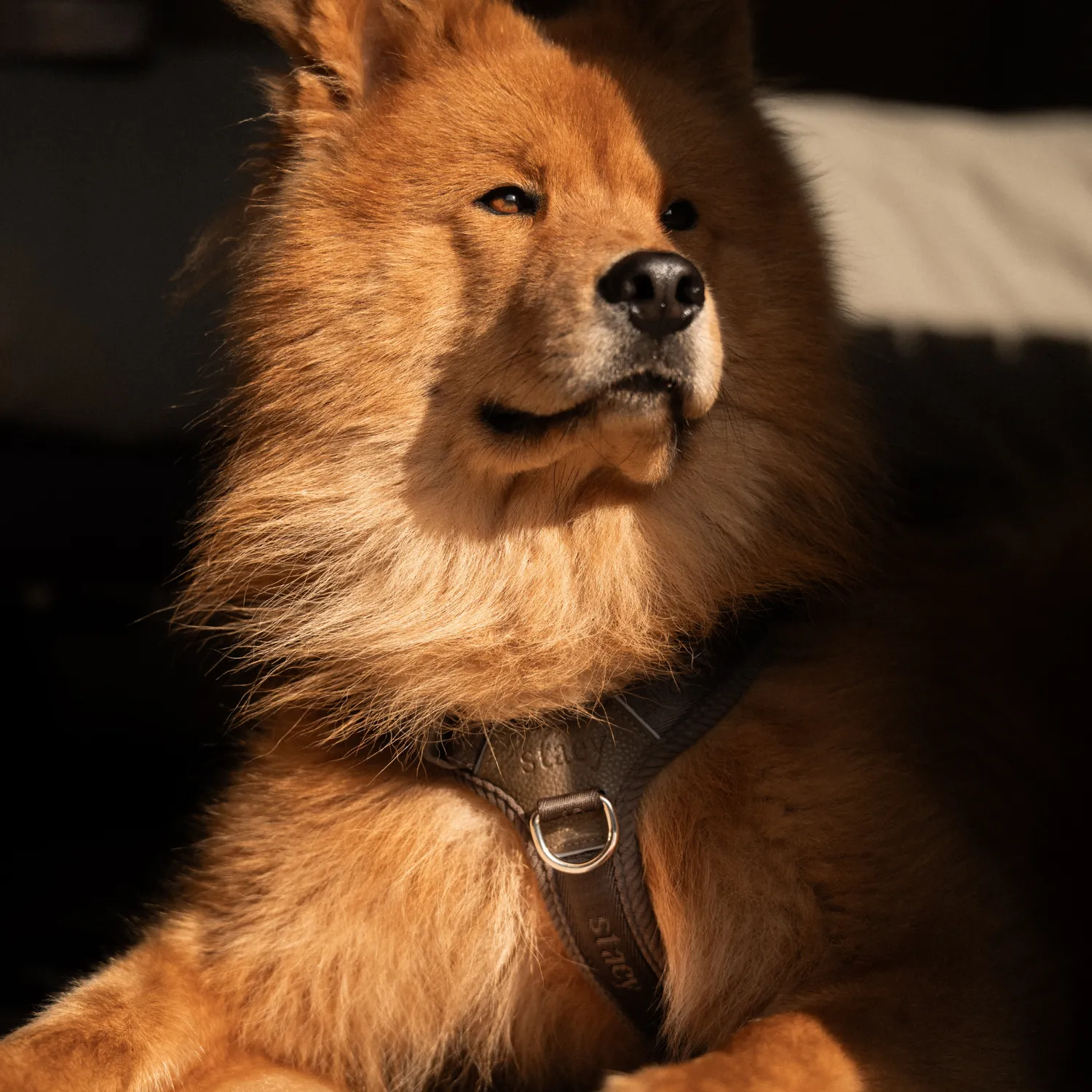Staey Numa hundesele Dark Oak letvægt
