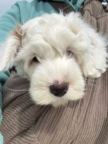 Staey Ava hvalpetaske teddy til 8 kg