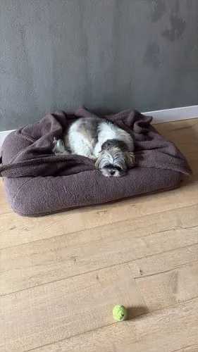 Staey Clara ortopædisk hundeseng memoryskum teddy
