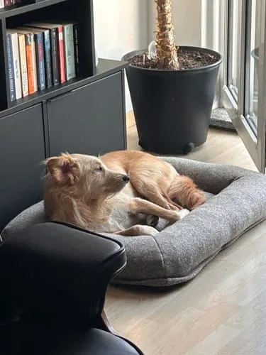Staey Curl hundeseng Taupe Medium blød