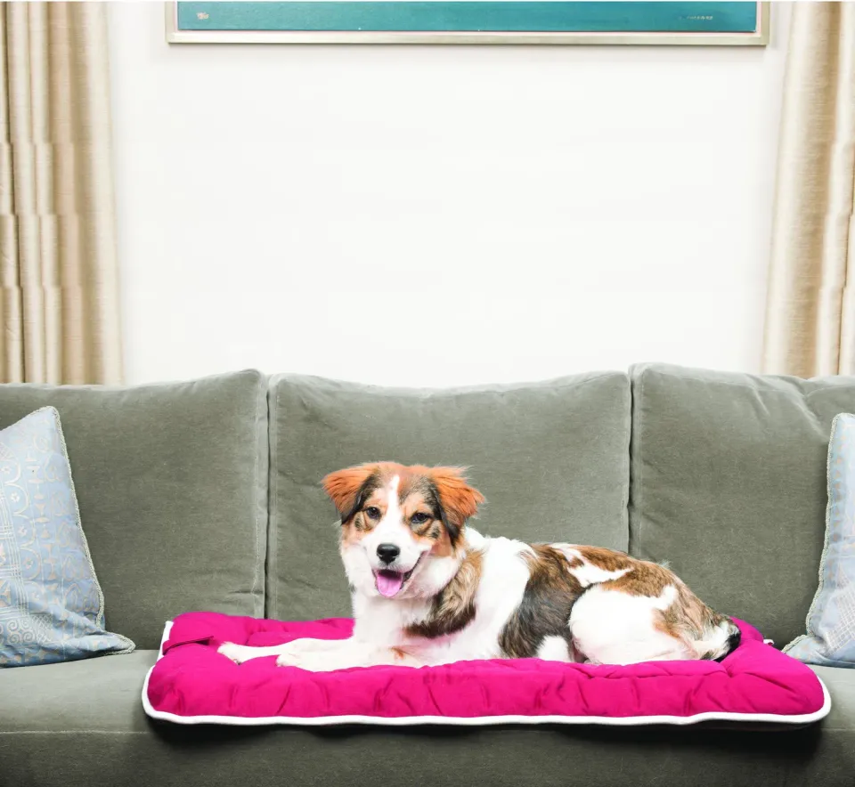 Dog Gone Smart Sleeper Cotton Canvas hundetæppe pletfri
