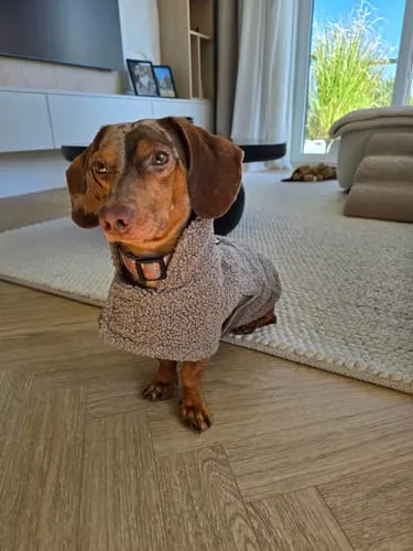 Staey Teddy hundefrakke Taupe overgangsjakke blød teddy