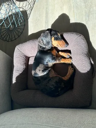 Staey Clara ortopædisk hundeseng memoryskum teddy