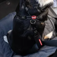 EzyDog Auto sikkerhedsline til bil hund