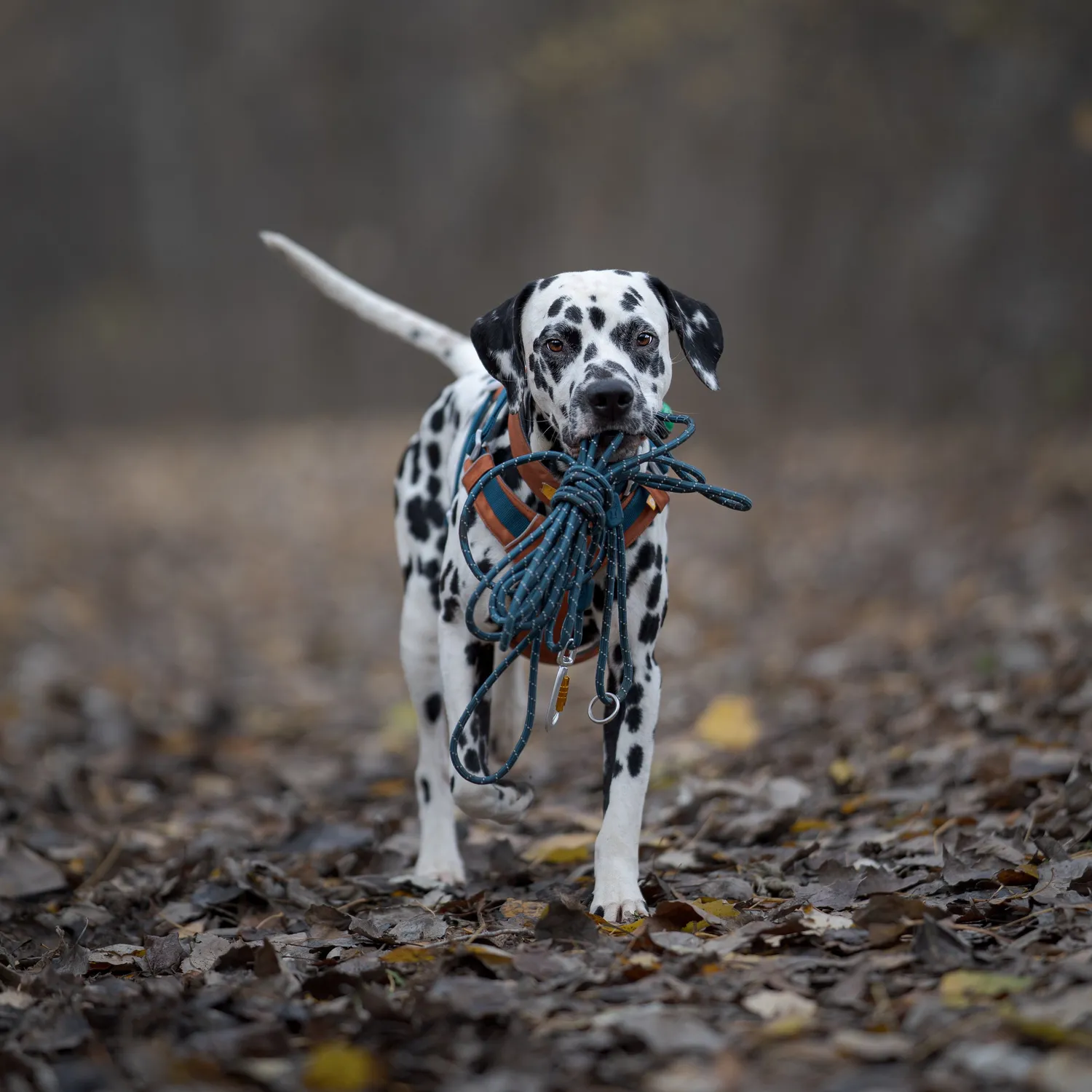 Woolly Wolf Rope Leash hundeline 6 m dyb teal refleks