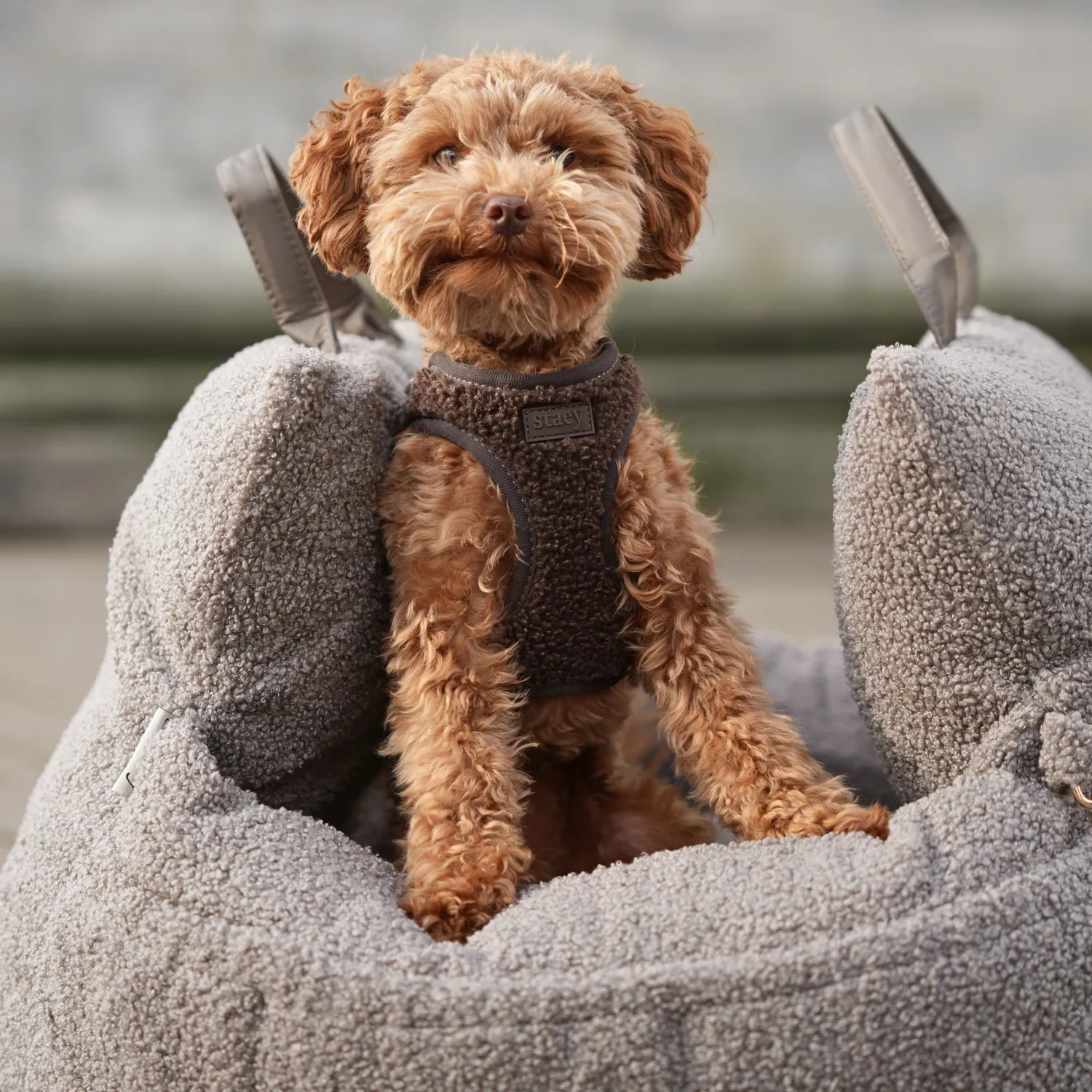 Staey Teddy Step-in hundesele Espresso blød