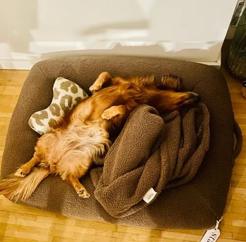Staey Clara ortopædisk hundeseng memoryskum teddy