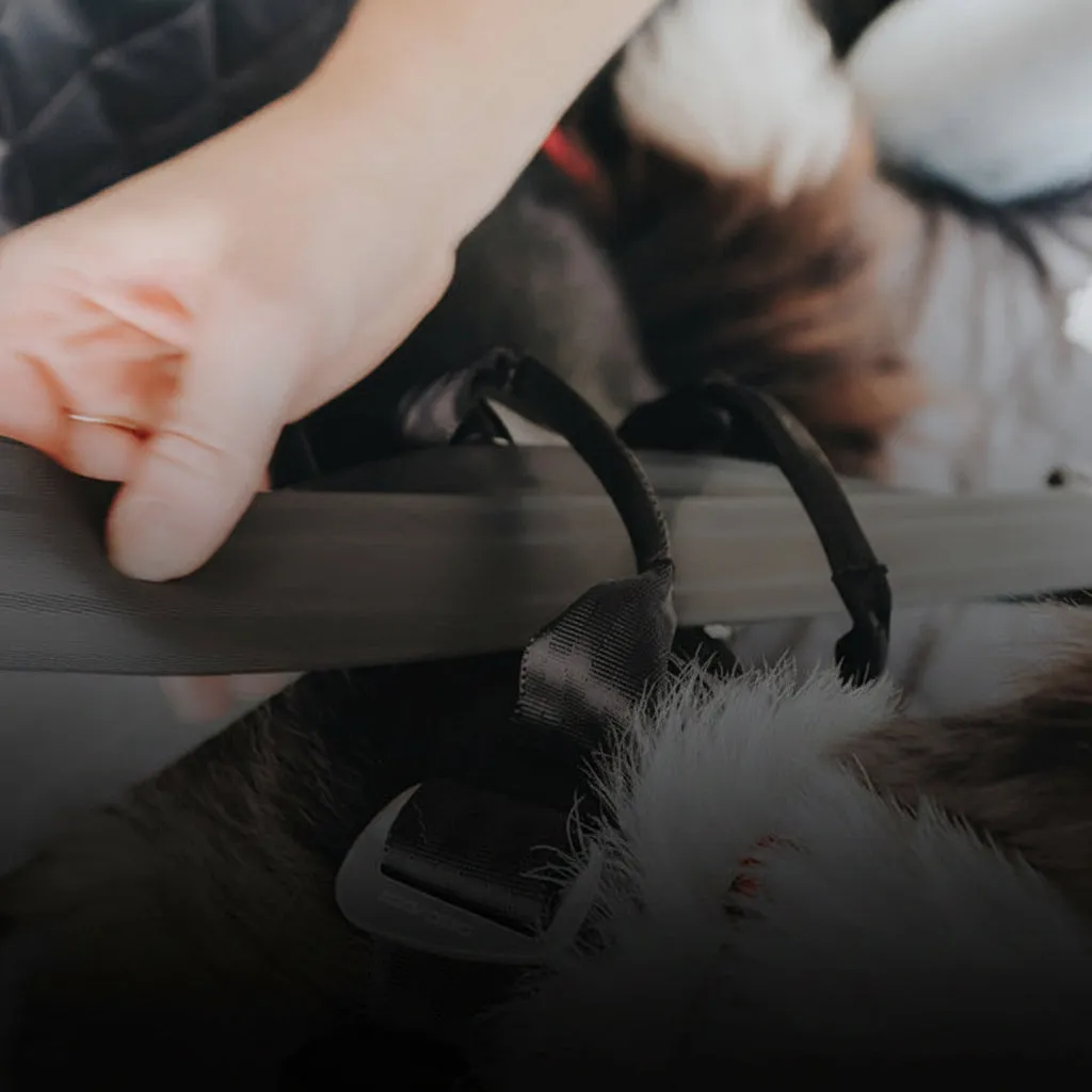 EzyDog Drive bilsele sort med selestropper