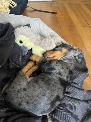 Staey Luna 3.0 hundeseng Moss Green Corduroy