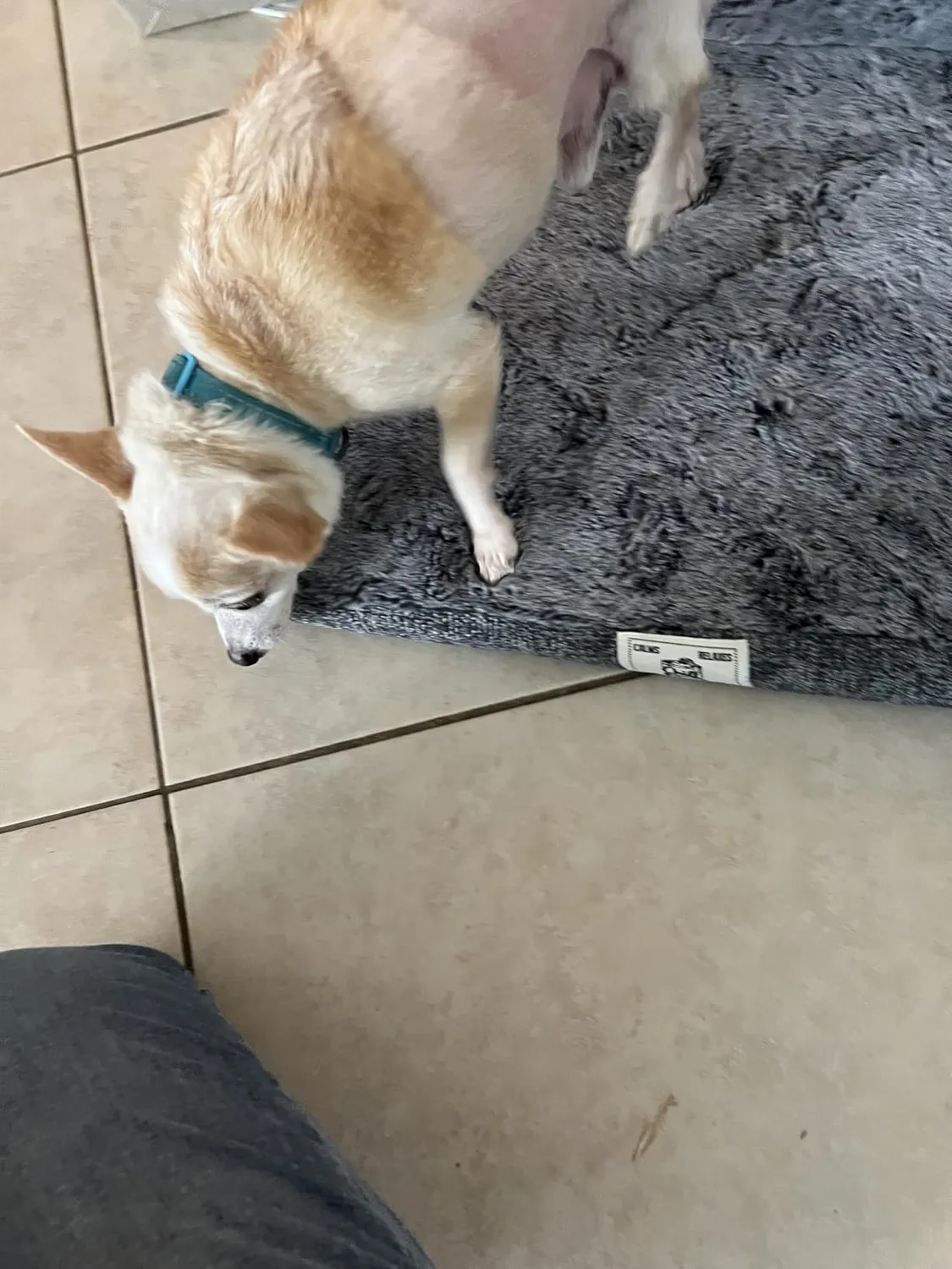 Chill Kuzzi Calming Nook hundeseng hule grå FIR
