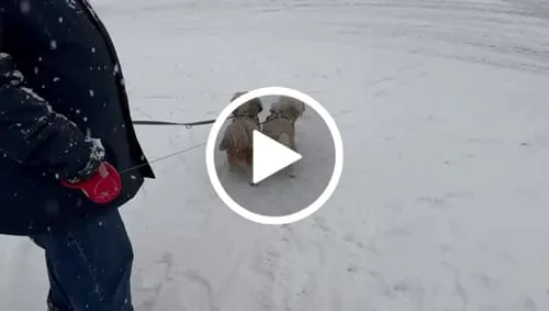 Staey Vera hundefrakke sage med integreret sele