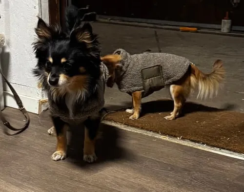 Staey Teddy hundefrakke Taupe overgangsjakke blød teddy