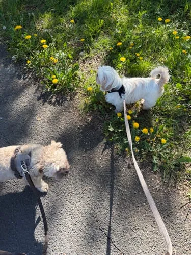 Staey Hands-Free hundesnor Taupe håndfri justerbar
