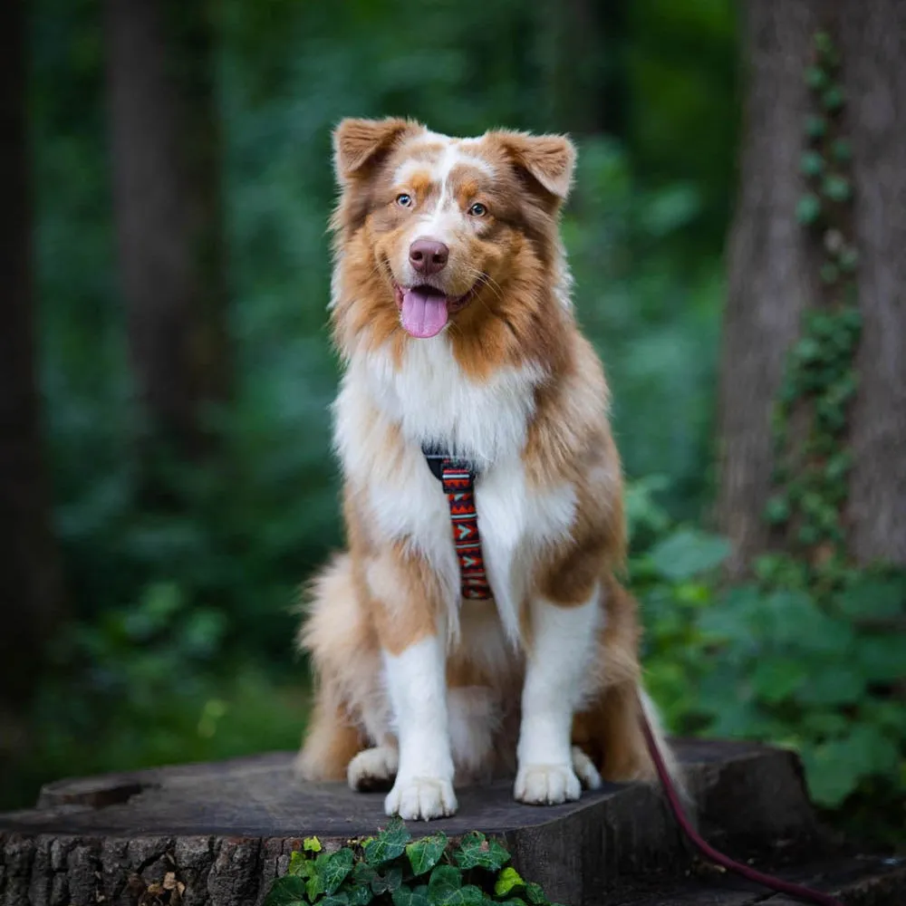 Woolly Wolf Polar Night hundesele refleks