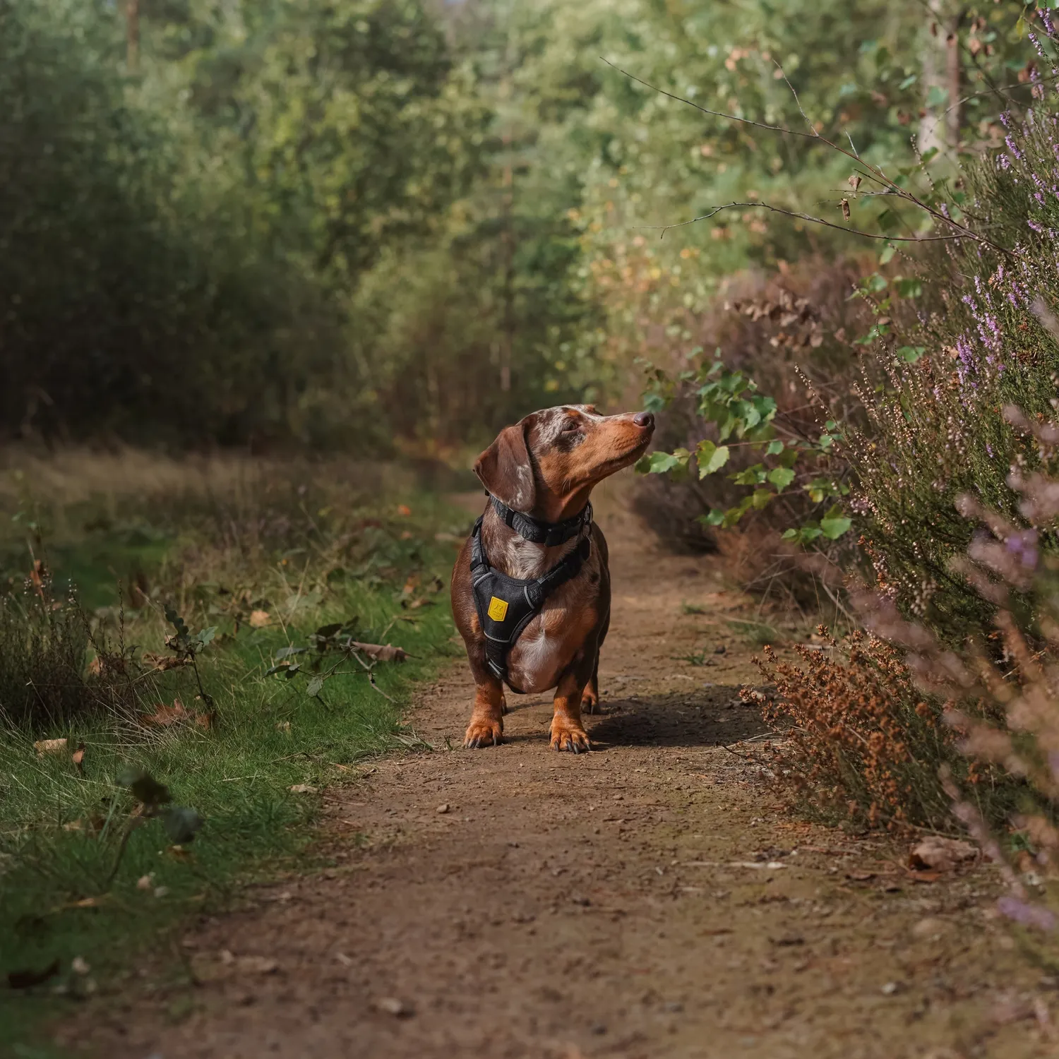 Woolly Wolf Wild Tundra hundesele sort