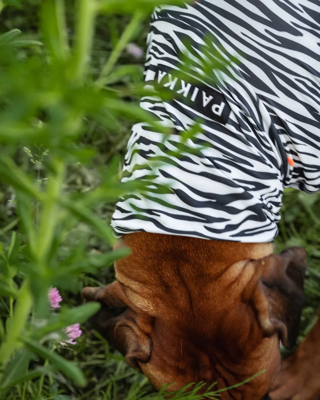 Paikka UV & Bug Shirt hundetrøje zebra UPF 50+