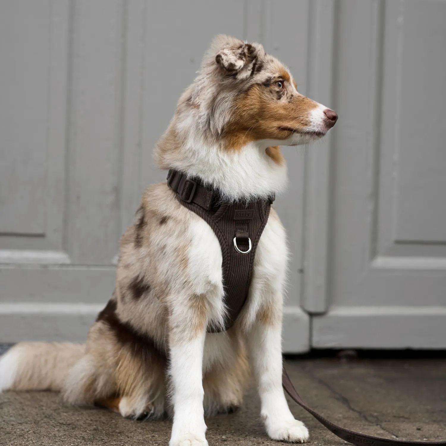 Staey Elma hundesele Dark Oak justerbar