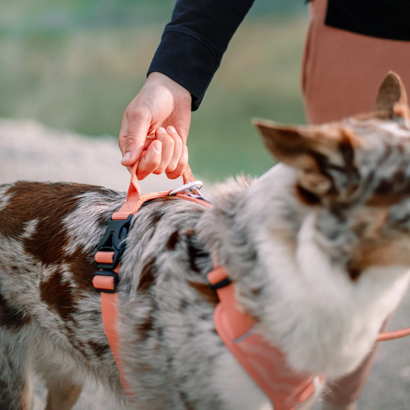 Woolly Wolf Roam hundesele lakserosa med frontklips