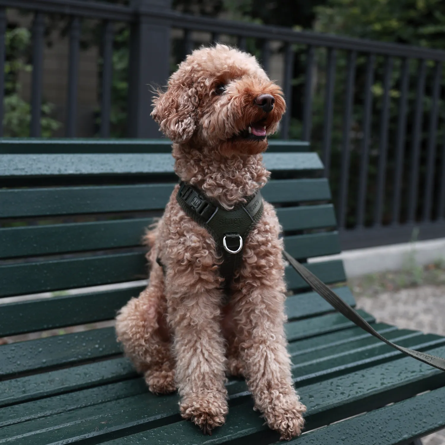 Staey Numa hundesele til hund Moss Green