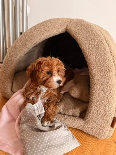 Staey Hundehule Dog Cave Oat Bouclé Hule 62x62 cm