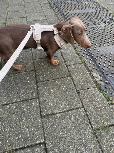 Staey Numa hundesele Mocca let Y-sele