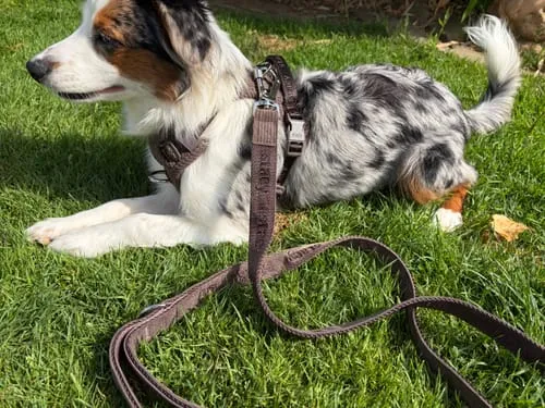 Staey Elma Active hundesnor taupe 152 cm