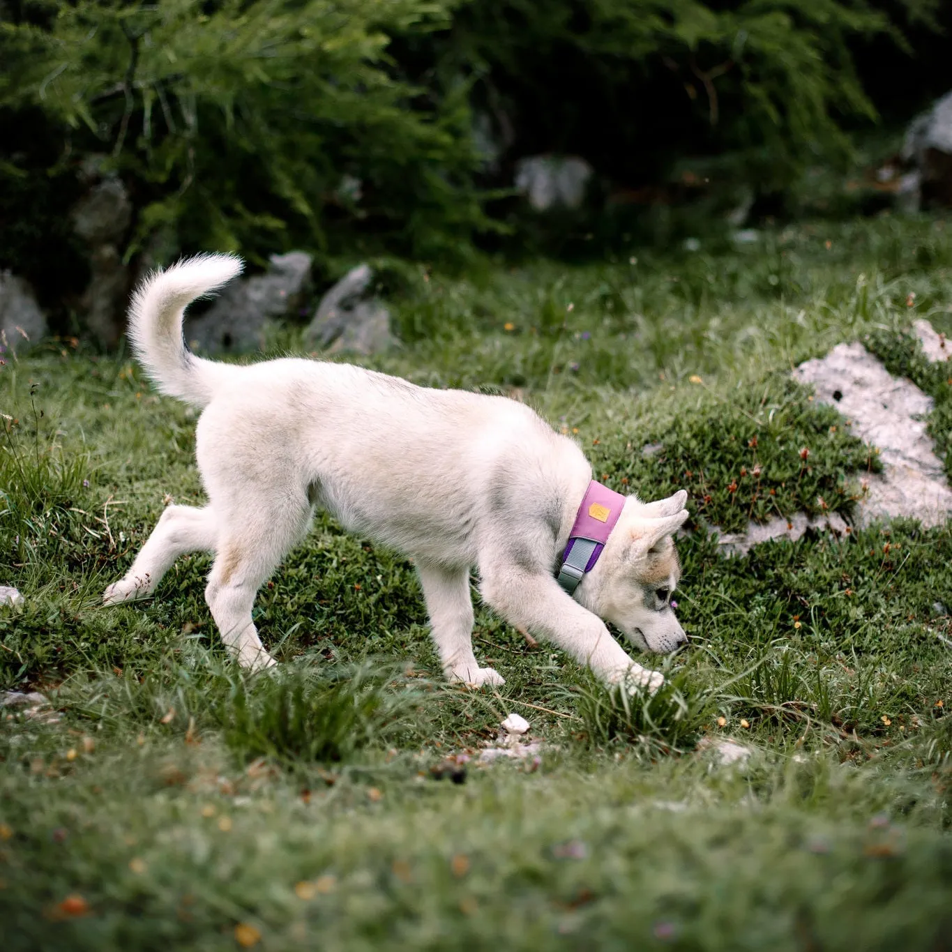 Woolly Wolf Alpha 360 hundehalsbånd mauve mix letvægt