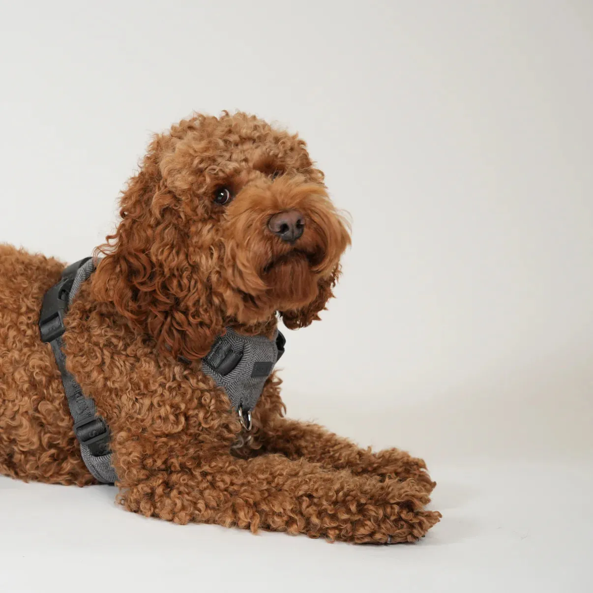 Staey Elma hundesele Dusty Blue polstret Y-sele