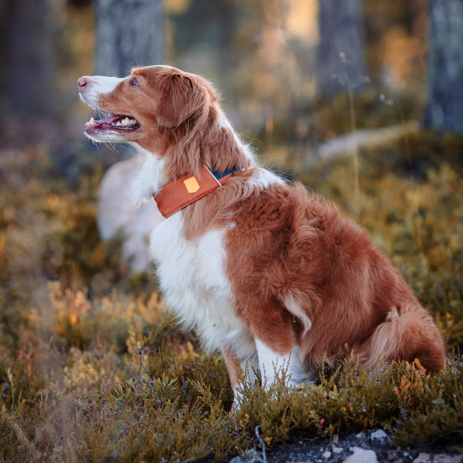 Woolly Wolf Alpha 360 hundehalsbånd terracotta mix blødt
