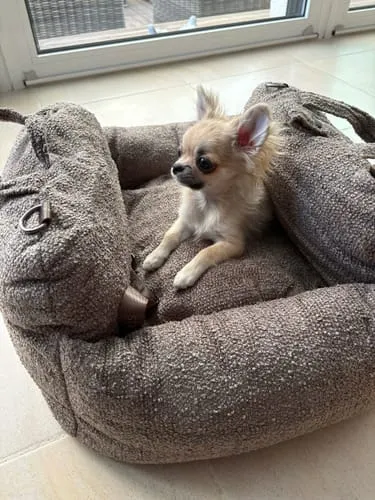 Staey Tova autostol Chestnut Bouclé 53x50